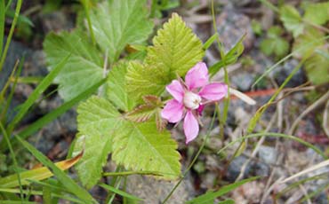 Mesimarja (Rubus arcticus)