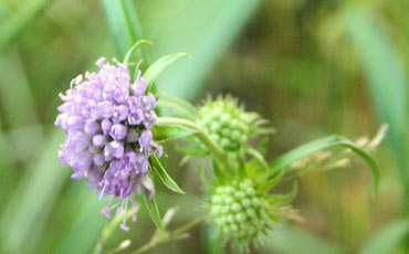 Purtojuuri (Succisa pratensis)