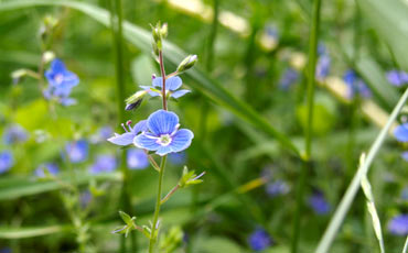 Tädykkeet (Veronica sp.)